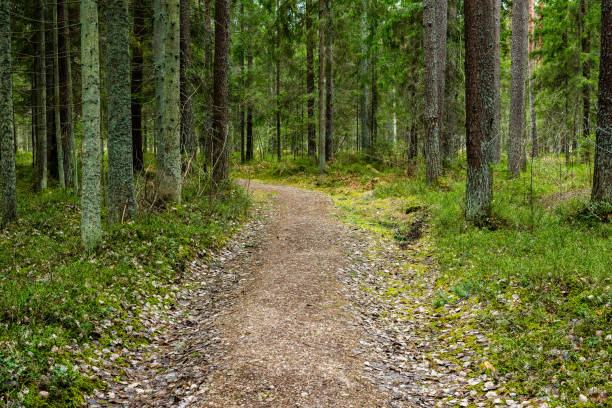 istock scenic and beautiful tourism roud in the forest 680234498