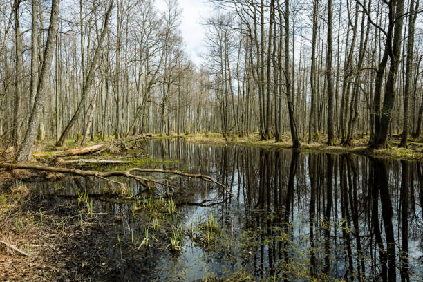 istock reflections of trees and grass in the swamp water 680234576