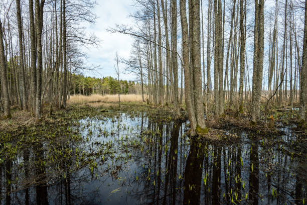 istock reflections of trees in the river water 680234616