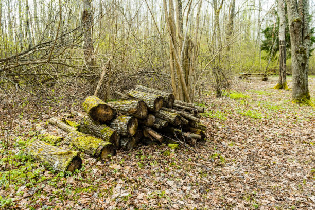 scenic and beautiful tourism gravel roud in the forest with piles of greenish old wooden blocks