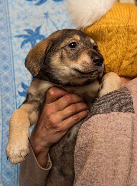 istock Homeless puppy from a shelter 680235178