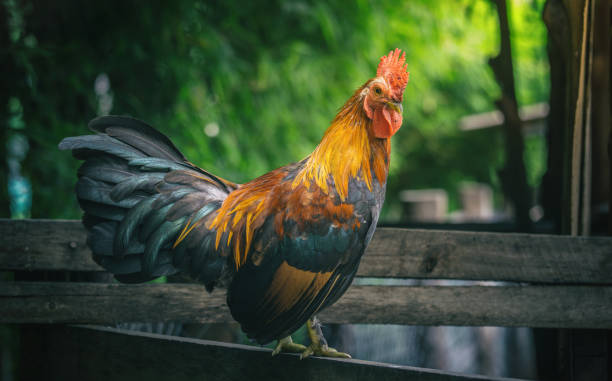 istock portrait of bantam chicken 680235504