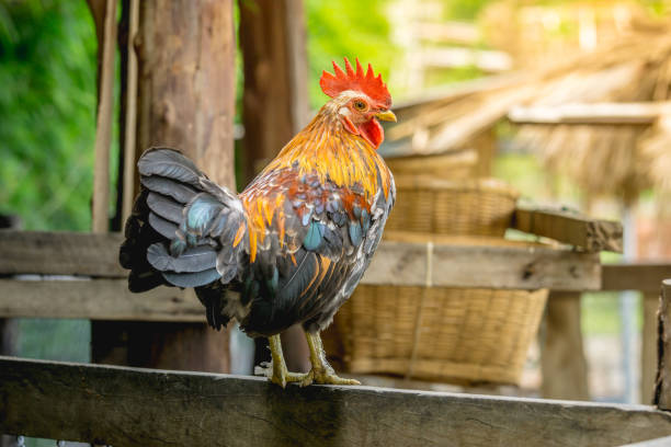 istock portrait of bantam chicken 680235548