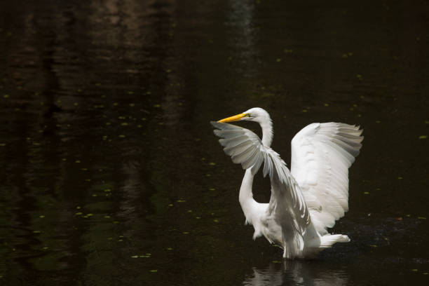 istock Great egret wading in dark water with wings outspread, Florida. 680238674