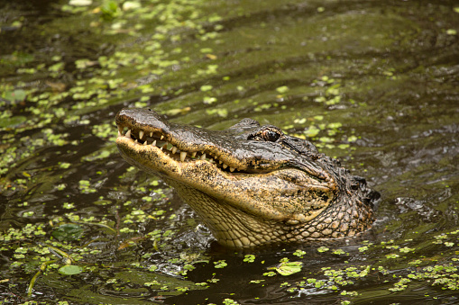 Alligator poking its head out of the water into the air, showing its teeth in the Florida everglades.