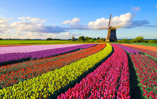 Tulips and Windmill Colorful tulip field in front of a Dutch windmill under a nicely clouded sky netherlands stock pictures, royalty-free photos & images