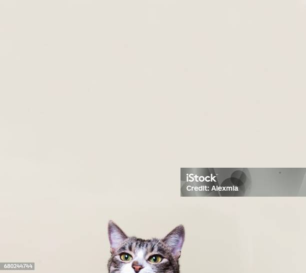 El Gato Se Ve Gatito Curioso Foto de stock y más banco de imágenes de Gato doméstico - Gato doméstico, Curiosidad, Raro