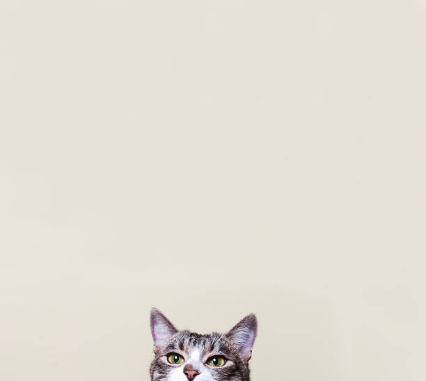The cat looks . Curious kitten.
