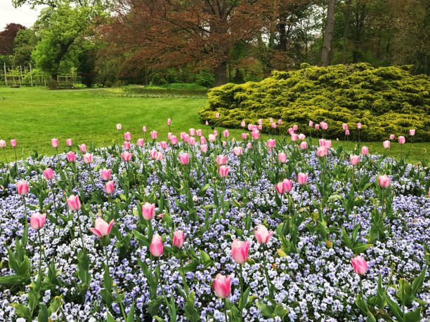 Public garden with a flower bed of pink tulips and blue pansies.