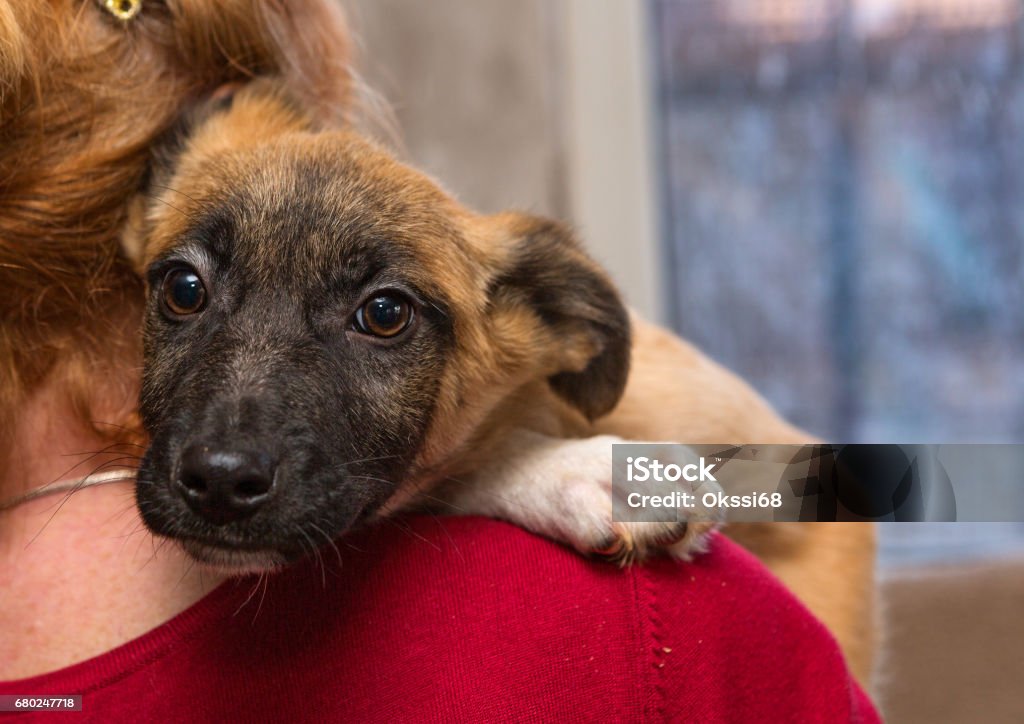 Homeless puppy from a shelter Homeless puppy from a shelter at the hands of a woman Pet Adoption Stock Photo