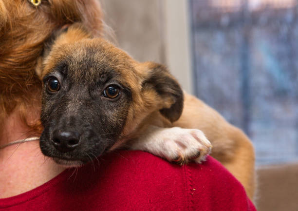 Homeless puppy from a shelter stock photo
