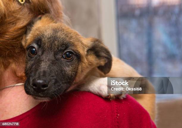 Homeless Puppy From A Shelter Stock Photo - Download Image Now - Pet Adoption, Dog, Animal