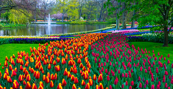 Colorful tulips along a pond in a park. Location is Keukenhof Gardens, Netherlands