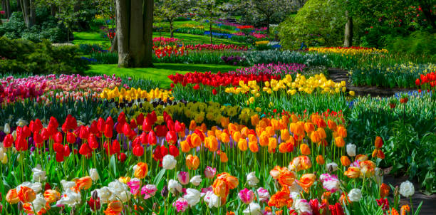 wiosenne kwiaty w parku. - field tulip flower tree zdjęcia i obrazy z banku zdjęć