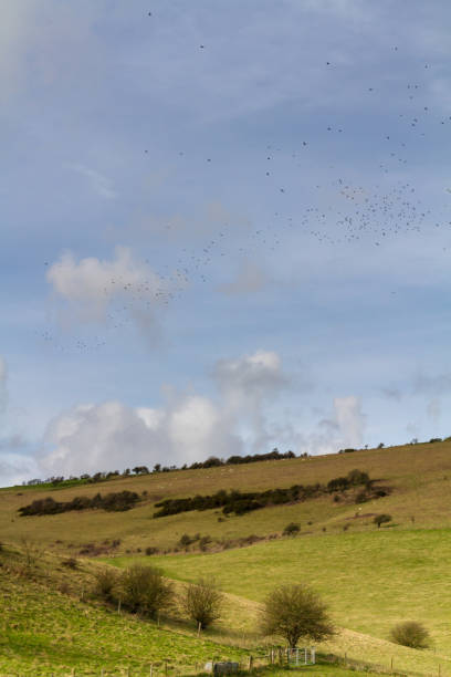 istock Birds over countryside 680249386
