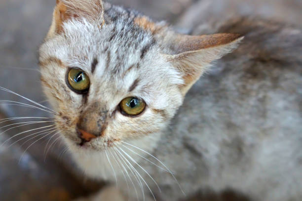 istock Small gray kitten samotrit at the camera, focus on eyes 680259258