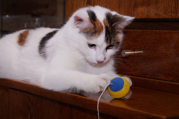 istock White cat playing with a ball on a rope 680259318