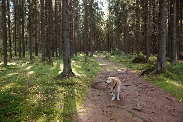 istock A golden retriever stands on a path in a spruce forest 680259366