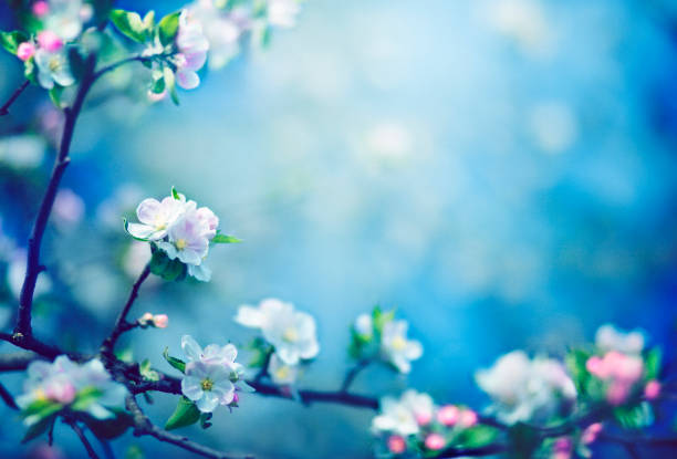 árbol de manzana con flores en la primavera - growth tree spirituality tranquil scene fotografías e imágenes de stock