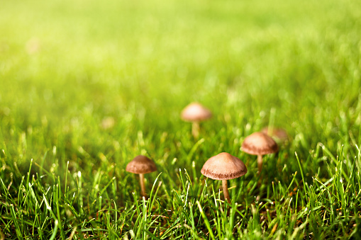 Little wild brown mushrooms amongst green grass in the vibrant sunlight