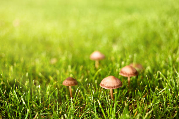 Little mushrooms amongst green grass Little wild brown mushrooms amongst green grass in the vibrant sunlight crimini mushroom stock pictures, royalty-free photos & images