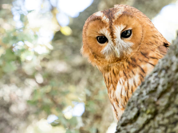 istock Tawny owl (Strix aluco) close-up portrait over a tree in the forest 680267848