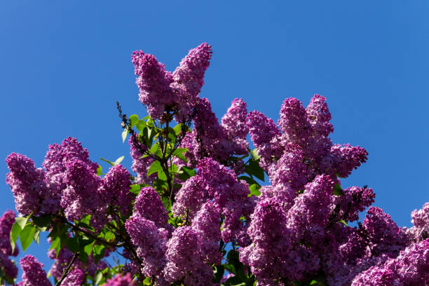 istock Purple lilac flowers on a bush 680275564