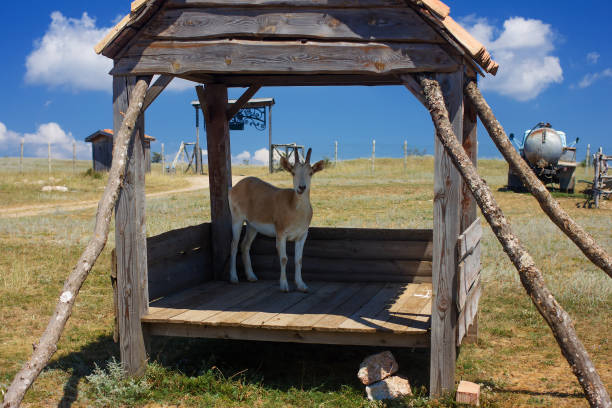istock The goat is in the house 680276222