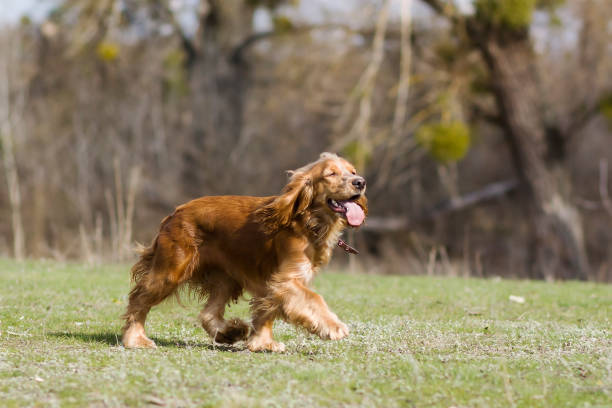 Red-haired dog with long ears standing on the grass