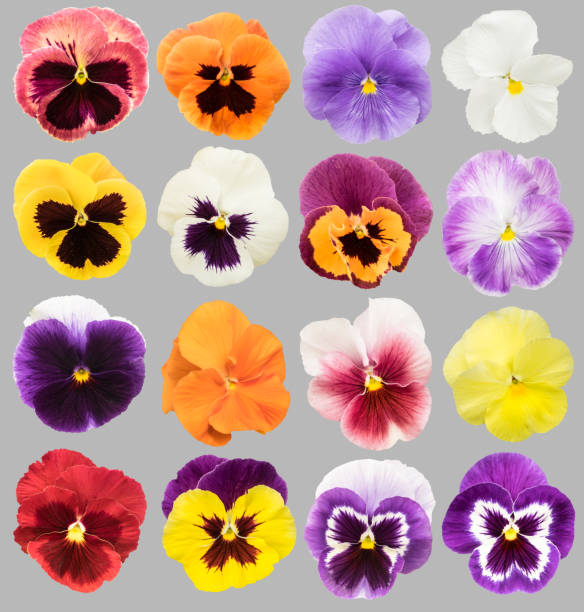 istock Set of colorful pansy flowers. 680283206