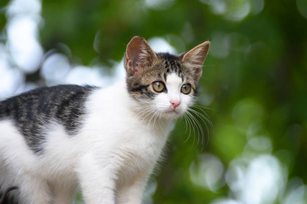 istock Portrait sweet little kitten outside 680286426