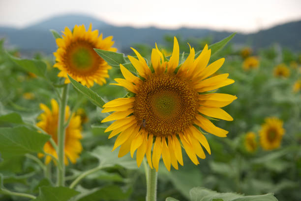 istock Sunflower in Kyoto, Japan 680286462