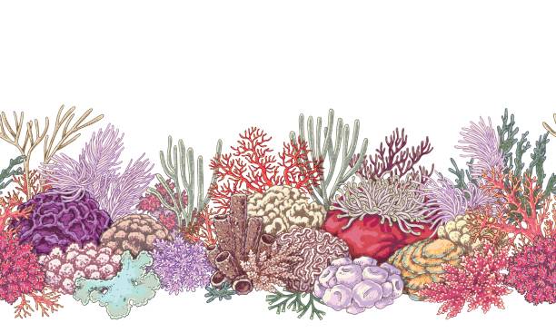 Coral Reef  Line Pattern Hand drawn underwater natural elements. Coral reef horizontal border. Vivid  seamless pattern made with corals. Undersea bottom texture great barrier reef coral stock illustrations