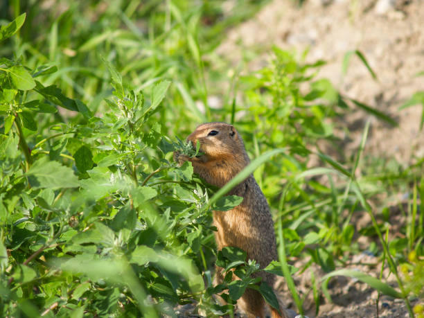istock Small wild animal woodchuck stands munching on greenery 680287012