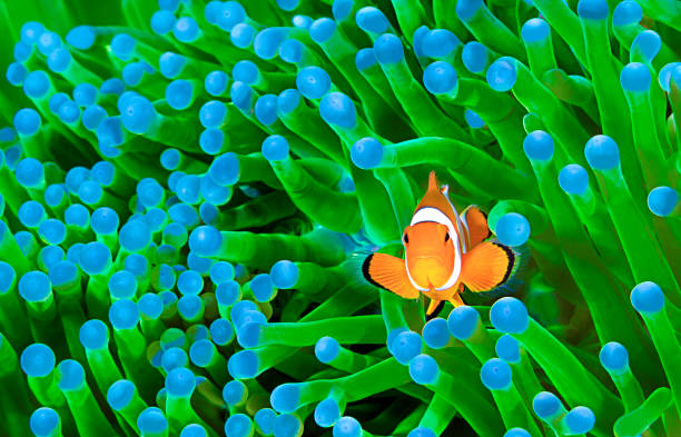 Colorful Clownfish Clownfish, Amphiprion ocellaris, hiding in host sea anemone Heteractis magnifica, Komodo Island, Indonesia, Indo-Pacific. indo pacific ocean stock pictures, royalty-free photos & images