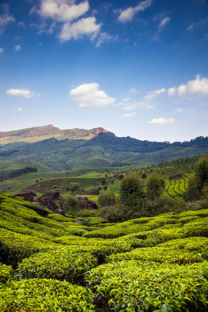 Munnar tea plantation in South India's Kerala region, where the Western Ghats mountains are visible in the background. Travel photography. kerala south india stock pictures, royalty-free photos & images