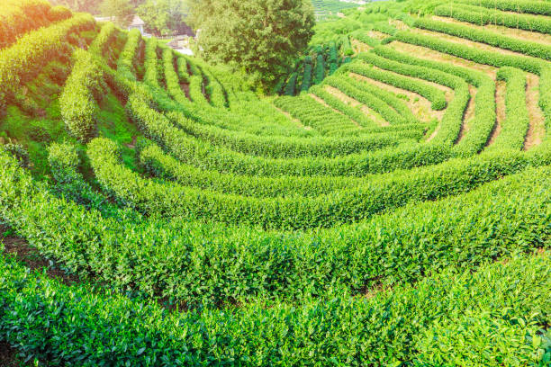 istock Green tea plantation landscape,china 680294654