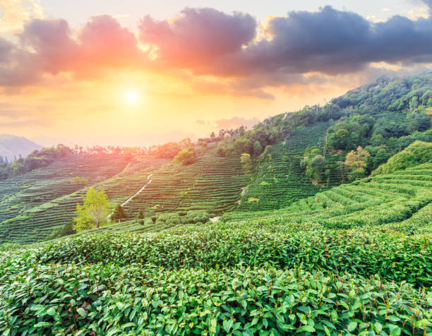 istock Tea plantation landscape at sunset 680294764