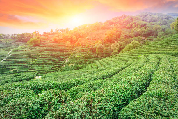 istock Tea plantation landscape at sunset 680297886