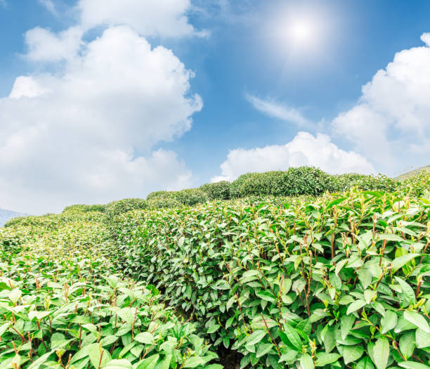 istock Green tea plantation landscape,china 680300076