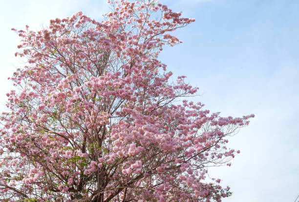 istock Pantip pink flowers.Pink tabebuya flower 680303130