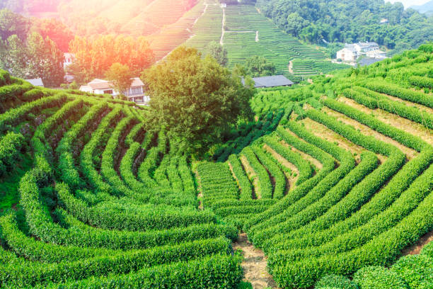 istock Green tea plantation landscape,china 680304116