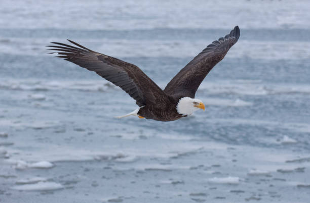 istock Bald eagle flying over the bay in Homer, Alaska 680304982