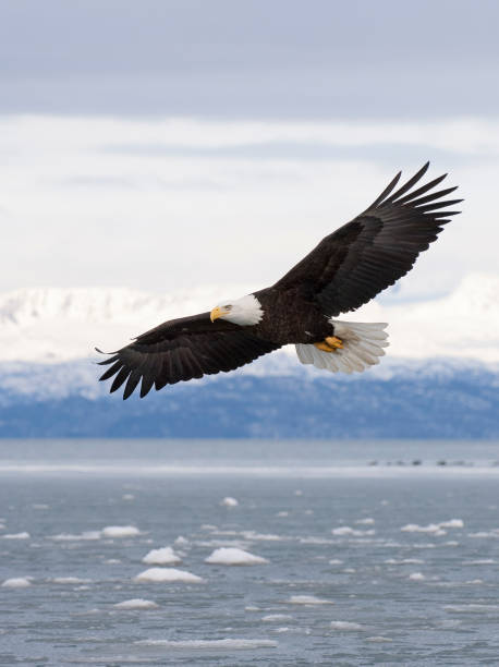 águia careca voando com sobre a baía com gelo na água em homer alaska - homer - fotografias e filmes do acervo