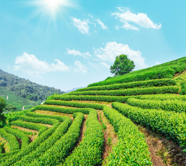 istock Green tea plantation landscape,china 680311106