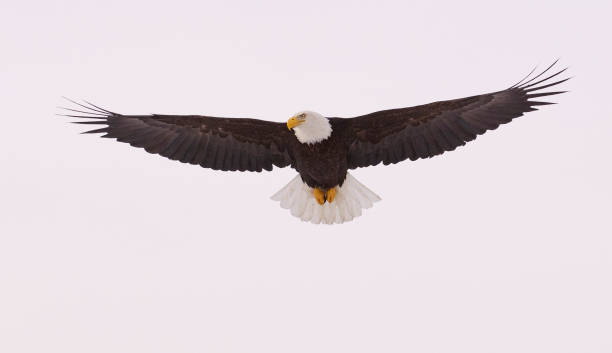 Alaskan Bald Eagle stock photo