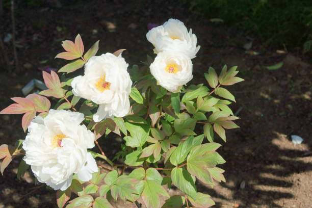 istock Flower of the peony 680311438