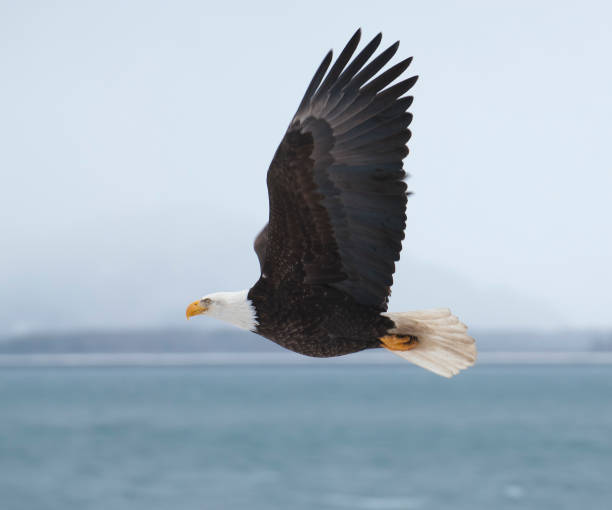 istock Bald eagle flies over water in Homer, Alaska 680311586