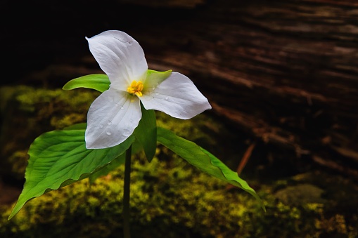 A Giant White trillium, nesting in with a fallen log