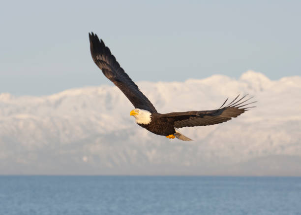 istock Bald eagle flying with blue sky over the bay at Homer Alaska 680311638